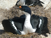 link to cormorants